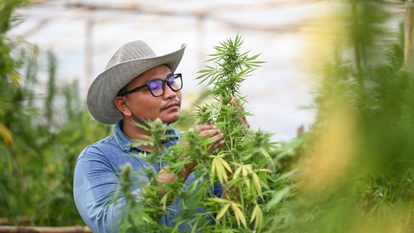 Le CBD est-il un antidépresseur naturel ?